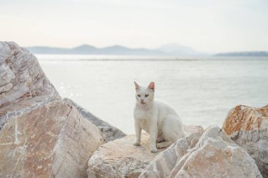 Deniz kenarındaki beyaz kayalıklarda evsiz beyaz kedi koltukları. Atina, Yunanistan 'da Ege Denizi. Sevimli hayvan..