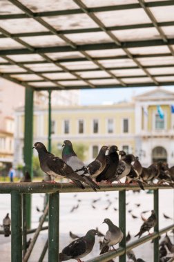 Şehir meydanında birçok güvercin metal bir yapının üzerinde oturuyor. Bir sürü şehir kuşu..