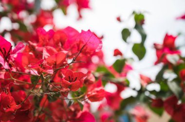 Ağacın parlak pembe Bougainvillea çiçekleriyle yakın plan. Güzel bir doğa geçmişi var. Çiçekler.