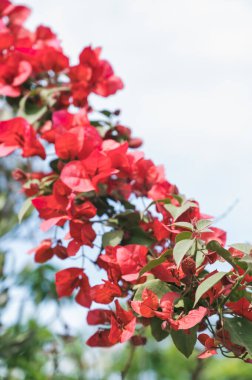Ağacın parlak pembe Bougainvillea çiçekleriyle yakın plan. Güzel bir doğa geçmişi var. Çiçekler.
