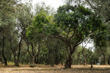 Yunanistan 'ın Atina kentindeki Akropolis Tepesi yamacında kavisli zeytin ağaçları olan güzel bir bahçe. Kimse..