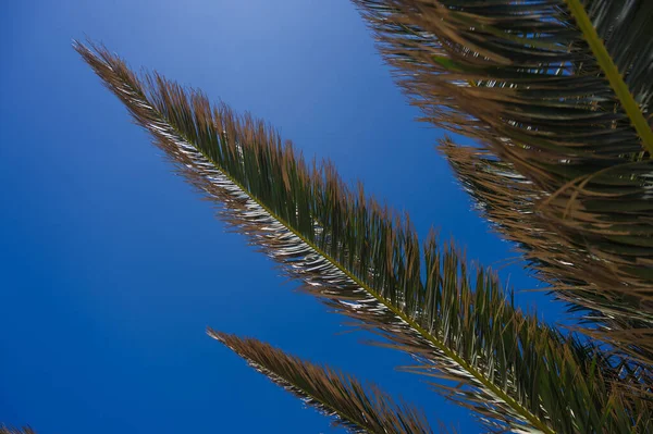 Palmzweige Sonnenlicht Mit Blauem Himmel Auf Dem Hintergrund Nahaufnahme Hintergrund — Stockfoto