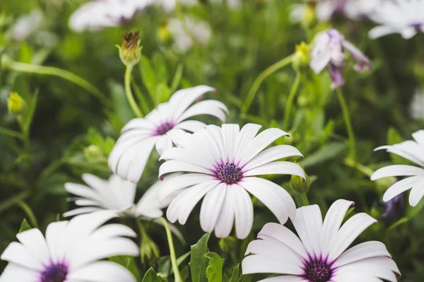 Dimorphotheca Fleurissent Gros Plan Sur Les Fleurs Violet Clair Herbe — Photo