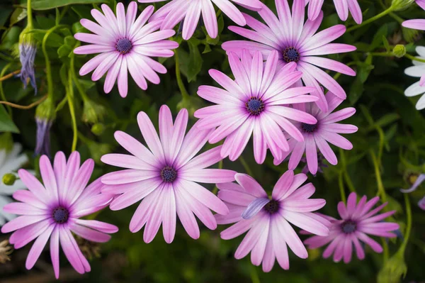 Цветок Диморфотеки Крупный План Светло Фиолетовых Цветов Зеленая Трава Прекрасная — стоковое фото