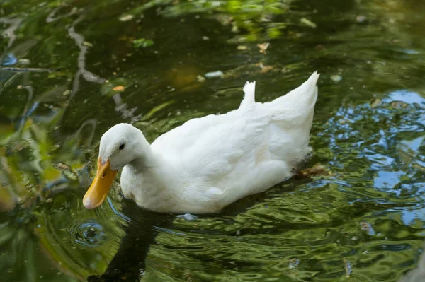 Primer Plano Del Ganso Blanco Nadando Estanque Pájaro Agua Vista — Foto de Stock