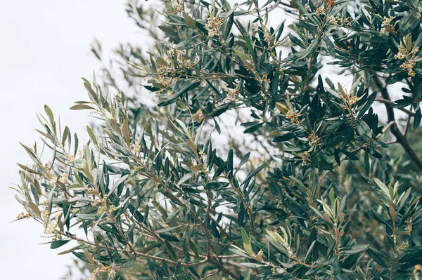 올리브 나무의 가지를 클로즈업 — 스톡 사진