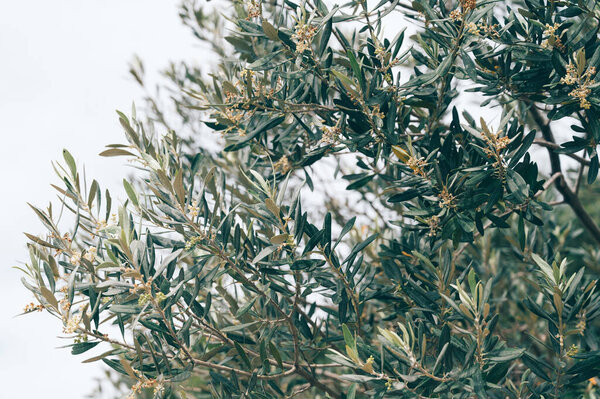 Close-up of branch of olive tree .
