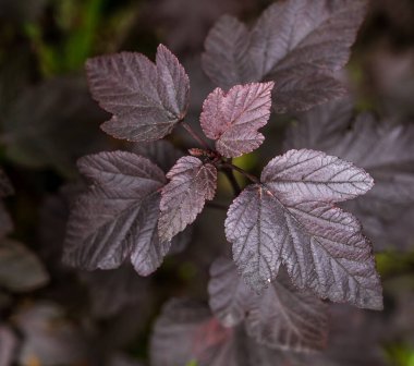 Güzel bir doğa geçmişi var. Dokuzuncu ağaç kabuğunun yaprakları yakın plan. Physocarpus..