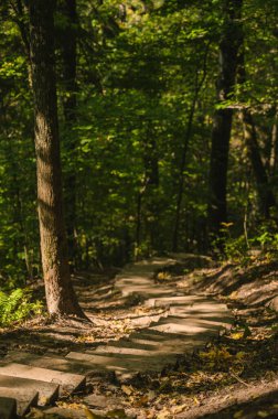 Ormanda yürümek için tahta merdivenler. Letonya 'da Sigulda yakınlarındaki Gauja Ulusal Parkı. Güzel doğa..