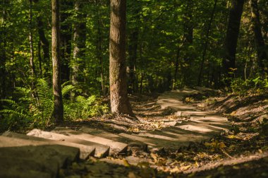 Ormanda yürümek için tahta merdivenler. Letonya 'da Sigulda yakınlarındaki Gauja Ulusal Parkı. Güzel doğa..