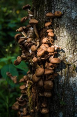 Sonbaharda ağaçta yenmez küçük yabani mantarlar. Yakın plan..