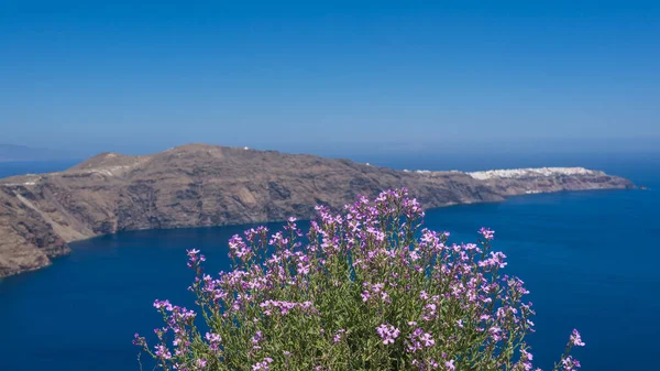 Close Van Bloeiende Paarse Matthiola Santorini Eiland Met Witte Architectuur — Stockfoto