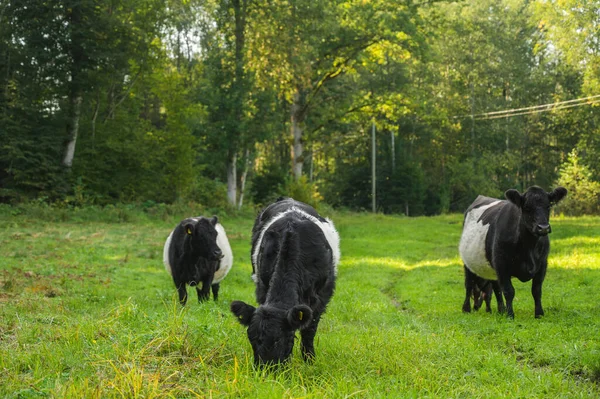 緑の牧草地で子牛の放牧の群れ ギャロウェイ牛 — ストック写真