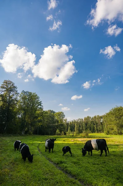 緑の牧草地で子牛の放牧の群れ ギャロウェイ牛 — ストック写真