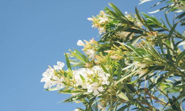 Çiçek açan zeytin ağacının arka planda mavi gökyüzü olan beyaz çiçeklerle yakın plan görüntüsü. Santorini Adası, Yunanistan 'dan Flora.