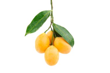 Beyaz arka planda bir demet Marian Plum veya Plum Mango. Beyaz arka planda meyveler izole edilmiş. Tayland meyvesi. Tatlı, lezzetli, lezzetli.