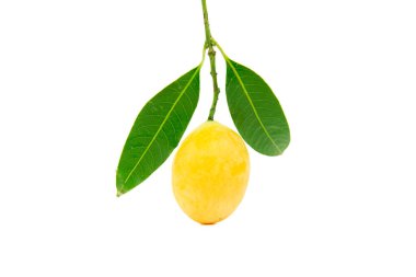 Beyaz arka planda bir demet Marian Plum veya Plum Mango. Beyaz arka planda meyveler izole edilmiş. Tayland meyvesi. Tatlı, lezzetli, lezzetli.