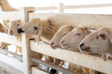 Çiftlikte bir sürü koyun var. Ahırdaki beyaz koyunun başı. Koyunlar gezginlerin otlarını yemek için bekliyor..