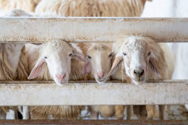 Çiftlikte bir sürü koyun var. Ahırdaki beyaz koyunun başı. Koyunlar gezginlerin otlarını yemek için bekliyor..