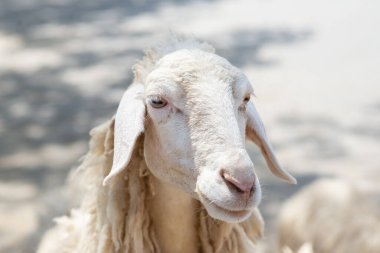 Çiftlikteki koyun kafasının görüntüsünü kapat..