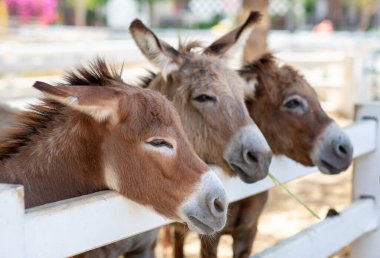 Çiftlikte üç at ya da eşek. Kahverengi At Çifti 'nin başı ya da ahırdaki eşek. At ya da eşek aşığı ve üçüncü şahıs.
