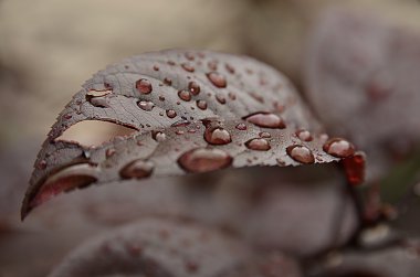 Yaprağın üzerine yağmur damlası