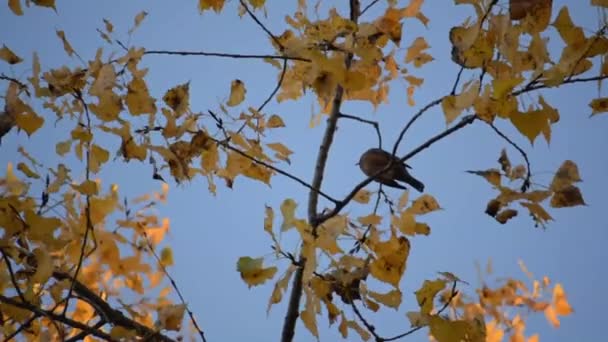 Jeden ptak na gałęzi wysokiej — Wideo stockowe