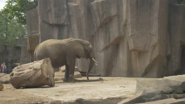 Elephant at zoo — Stock Video