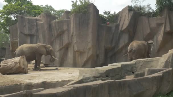 Elefante no zoológico — Vídeo de Stock