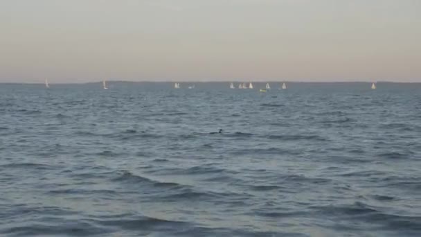 Kaczka na wodzie nad jeziorem michigan z tło łodzie żagiel — Wideo stockowe