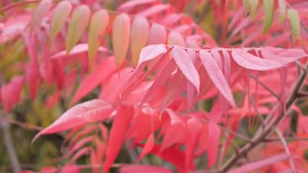 五颜六色的树叶在秋天的季节 — 图库视频影像