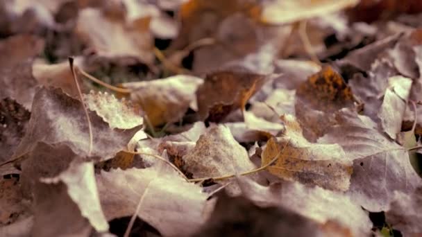 Feuilles sèches au sol