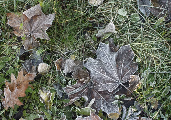 the first frost of November.The background of leaves with droplets of ice. Frost on the leaves. The first cold weather. Late autumn. Maple leaves, green grass. Cold autumn. Cold snap. background