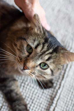 Güzel bir evcil tüylü kedi, sahibine yeşil gözlerle bakar. İnsan olmadan. Kediyi sev. Kedi bir insanla iletişim kurmaktan hoşlanır. Mutlu Sibirya kedisi. ideal.