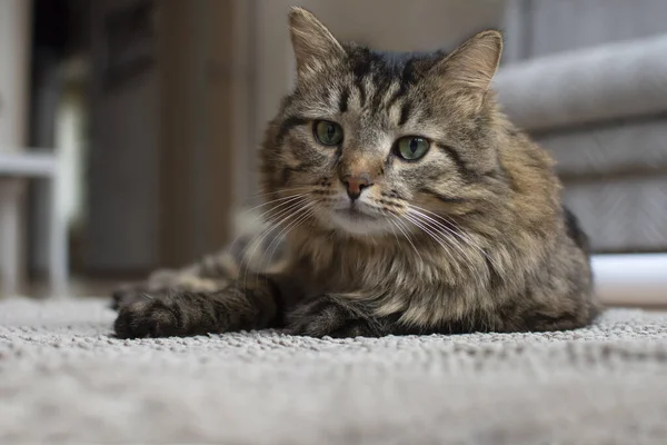 Gato Fofo Deitado Tapete Apartamento Animal Estimação Bem Preparado Casa — Fotografia de Stock