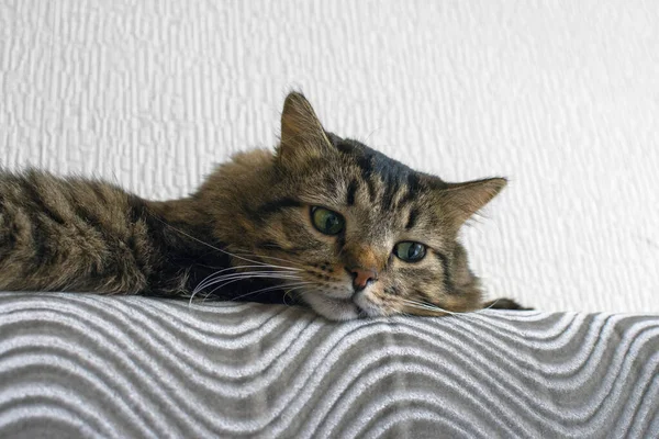 Gato Está Descansando Sofá Espaço Cópia — Fotografia de Stock