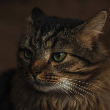 Kedi portresi. Karanlık bir arka planda. Tüylü, bakımlı evcil kedi.