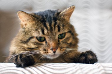 Kürklü kedi beyaz arka planda izole edilmiş. Boşluğu kopyala