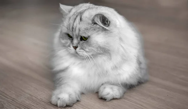 Beyaz Pers Kedisi. Beyaz Kedi 'nin sarı gözlü portresi. Şu an yerde yatıyor. Gri hayvan.