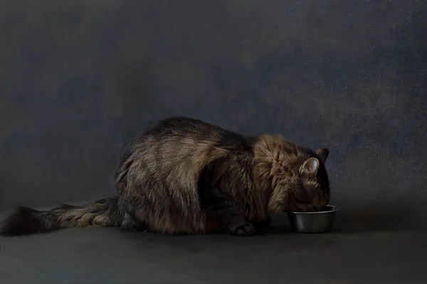 Güzel kedi metal bir kâsede yemek yer. Sevimli hayvanlar. kopyalama alanı. Kedi maması..
