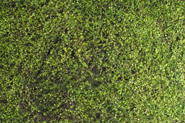 Doğanın güzel manzarasına yakın çekim yeşil yapraklar bir kopya alanı ile desenli bir arka plan oluşturur. Yaz arkaplanının doğal ekolojisi ve yeni duvar kağıdı konsepti için kullanılır.