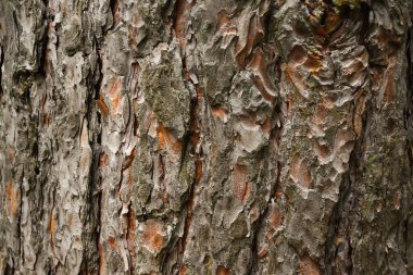 Ağaç kabuğu arka planı. Yaşlı ağaç. Çok yaşlılar. karbon lavabosu Bark.Makro fotoğrafçılığa yakın çekim. Çoklu kullanım. blog. arkaplan ya da fon. Boşluğu kopyala