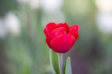 Çiçek kırmızısı lale yakın plan, dikey fotoğraf. Yeşil çiçek tarhında bahar çiçeği. Bulanık arkaplan.