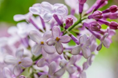 Çiçekli leylak kaplama. Açık mor bahar çiçekleri. Çiçekli çalı Şırıngası