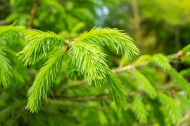 Genç bahar ladini ladin dallarında filizlenir..
