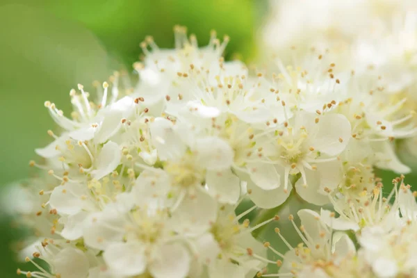 Sorbus aucuparia - Flowers Rowan. Bahar zamanı Rowan 'ı indirmek. Kükreme ağacının beyaz çiçekleri Yaklaş