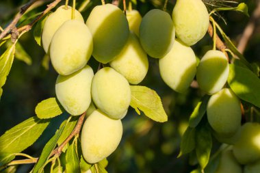 Şubedeki Kiraz Erikleri