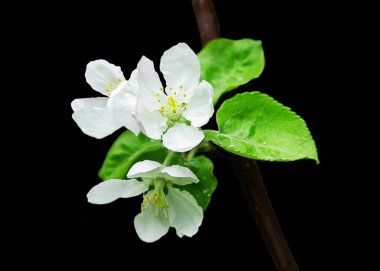 Bir demet beyaz çiçek ve yeşil yapraklı elma ağacı dalı. Bahar çiçekli elma ağacı.