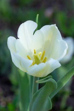 Çiçek beyazı lale yakın plan, dikey fotoğraf. Yeşil çiçek tarhında bahar çiçeği.