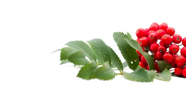 ローワンベリー ソルバス オークスピアは白い背景に隔離されている 緑の葉で赤いローワンを磨く — ストック写真